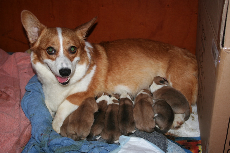 Puppies